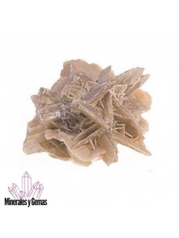 Rosa del Desierto 14 cm