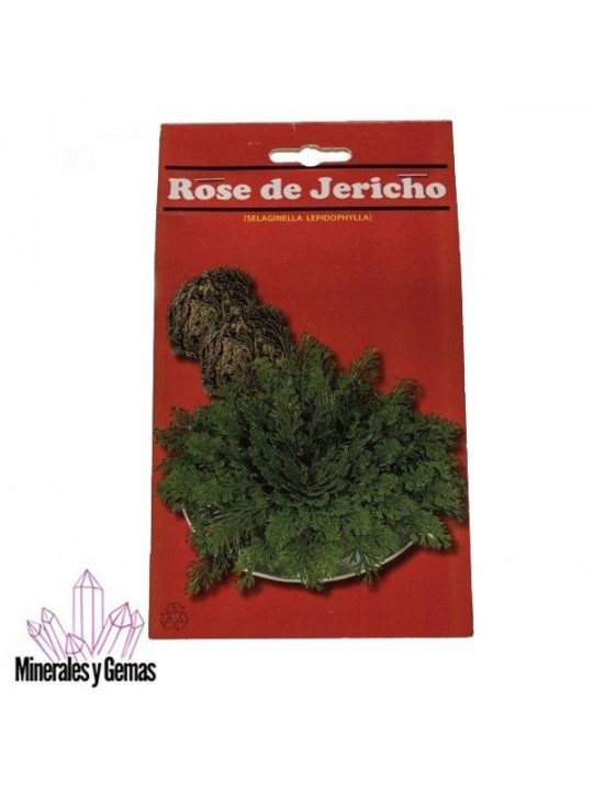 Rosa de Jerico